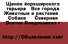 Щенок йоркширского терьера - Все города Животные и растения » Собаки   . Северная Осетия,Владикавказ г.